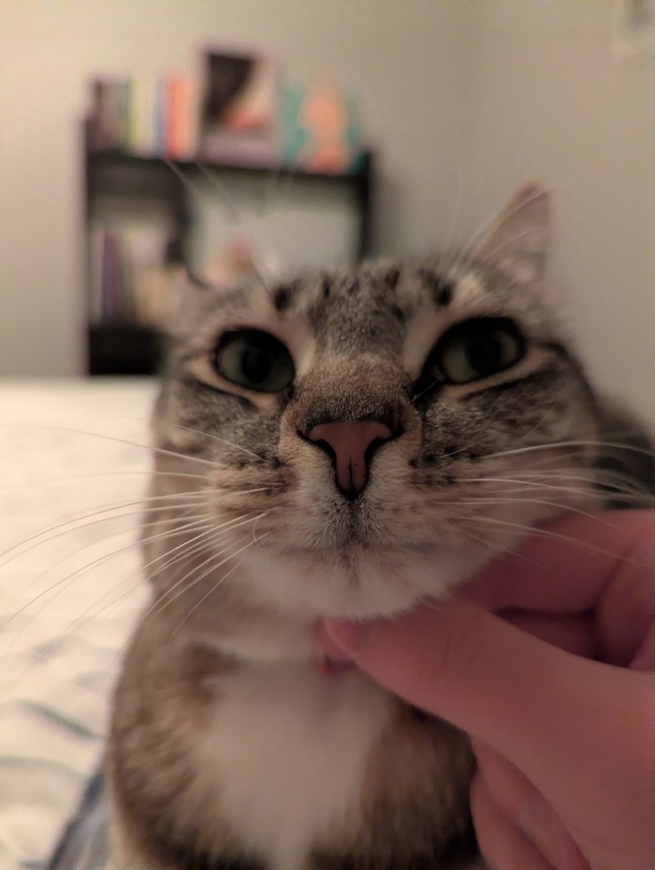 my cat sesame